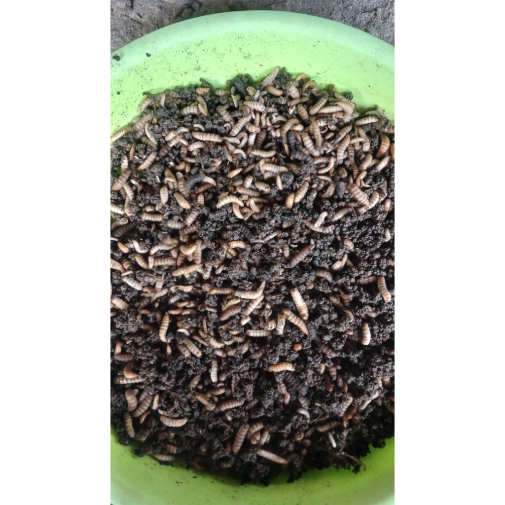 maggot HIDUP 1KG MAGGOT FRESH pakan ayam