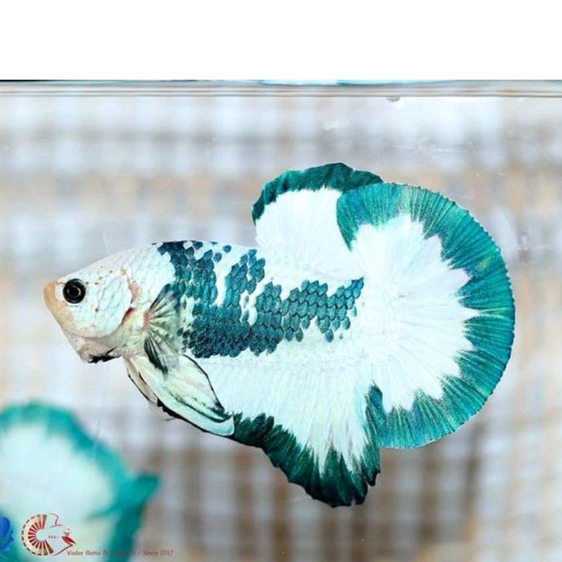 (PROMO) Plakat Tail Male BlueRim Marble / Blue Panda Butterfly
