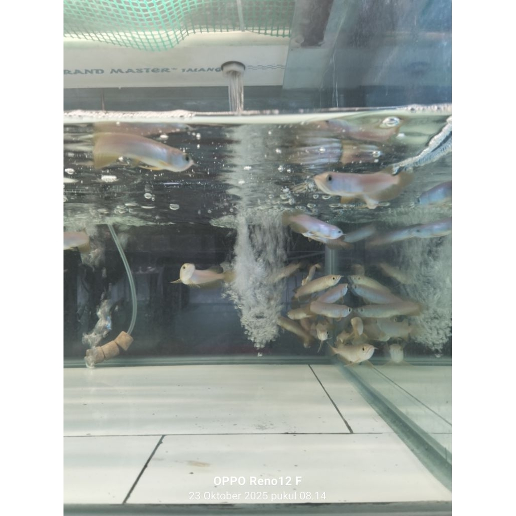 Hiasan Aquarium Super Red chili 8-9cm