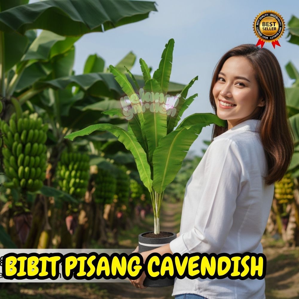 PROMO  Benih Pisang Cavendish Kuning - Benih Pisang Cavendish Mini
