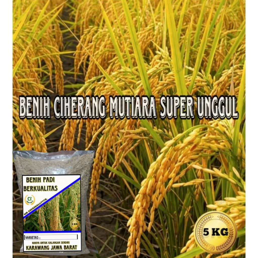 BENIH PADI CIHERANG MUTIARA 5KG
