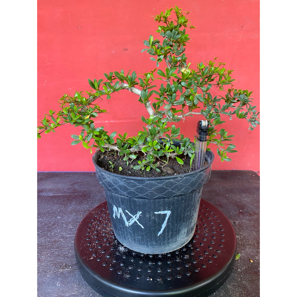 Bahan Bonsai Black Olive