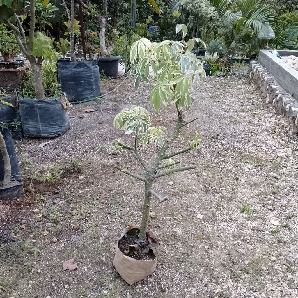 Pohon randu kapuk variegata ori tinggi 1 meter