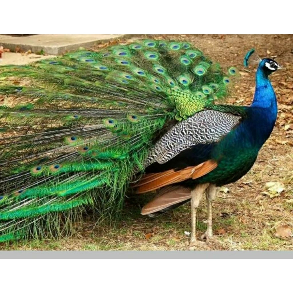 TELUR AYAM HIAS MERAK JUMBO FERTIL ASLI UNTUK DI TETASKAN