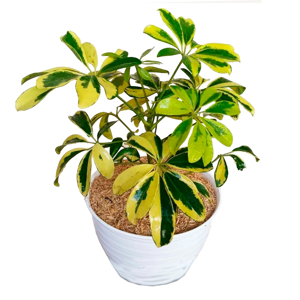 Tanaman hias wali songo variegata