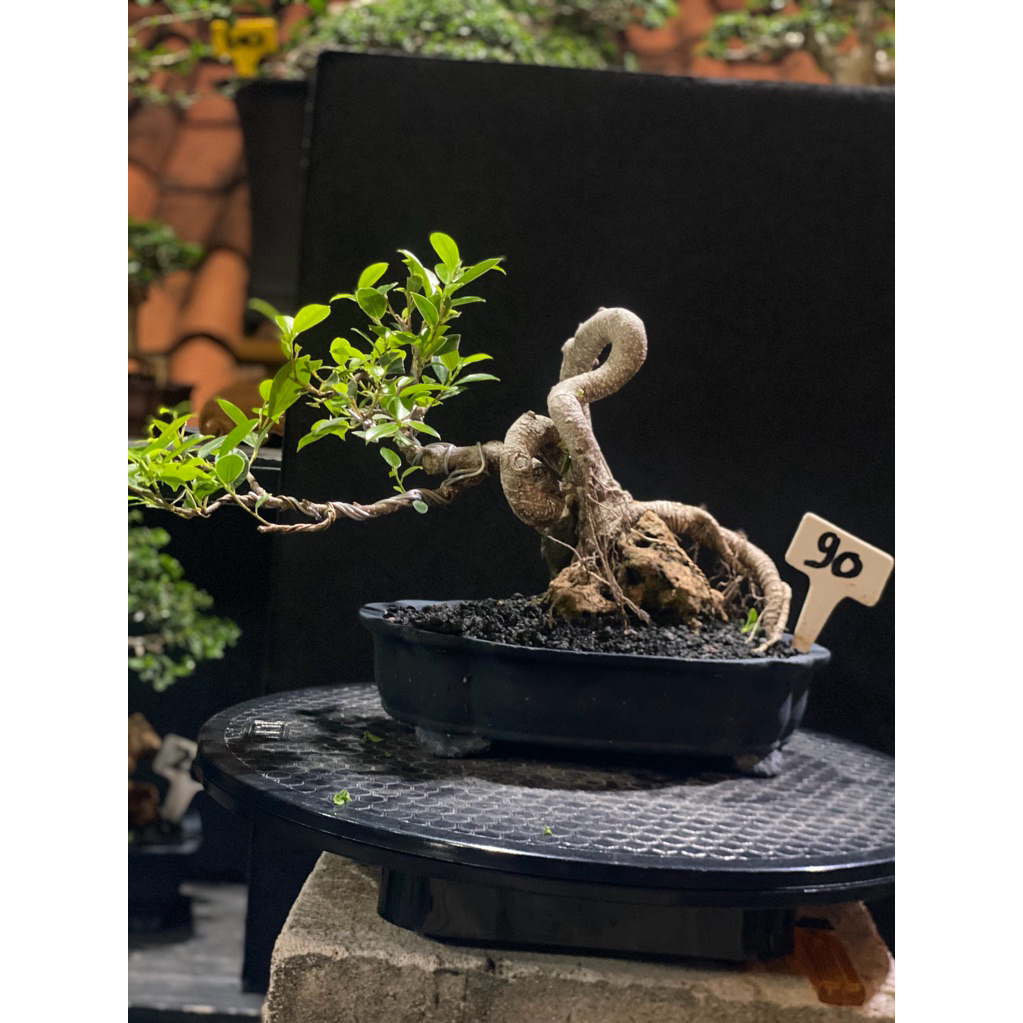 Bonsai kimeng meliuk OTR Small