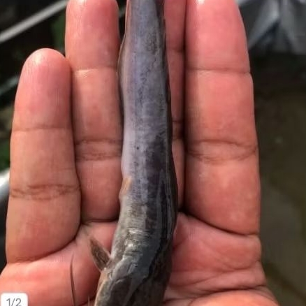 bibit ikan lele sangkuriang size 8-10 cm untuk budidaya