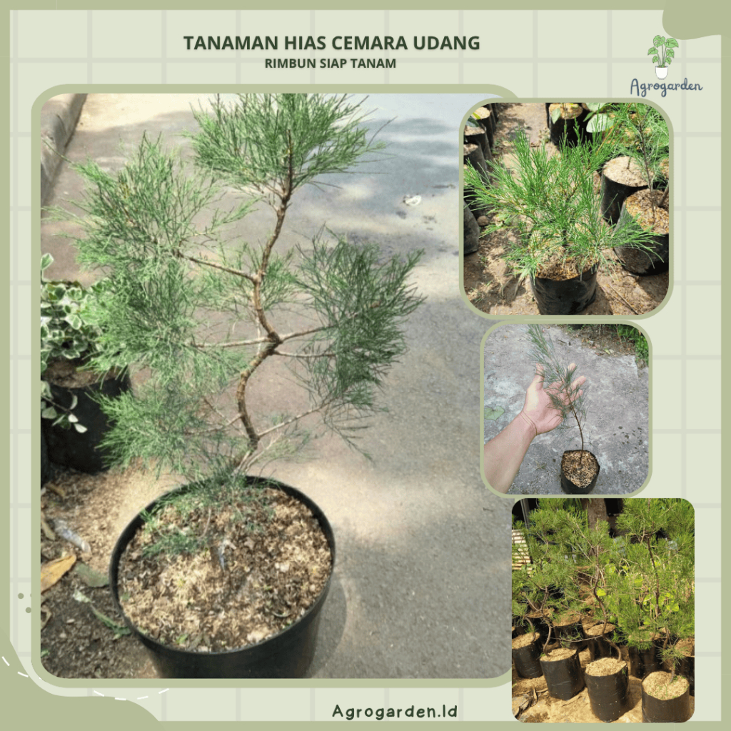 Tanaman Bunga Cemara Udang(Casuarina Equisetifolia)-Cemara Udang Bahan Bonsai-Tanaman Rimbun