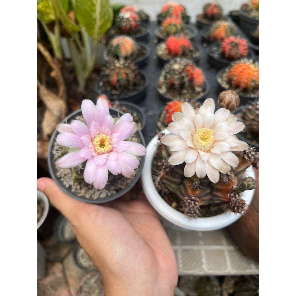 Kaktus Gymno miha varigata