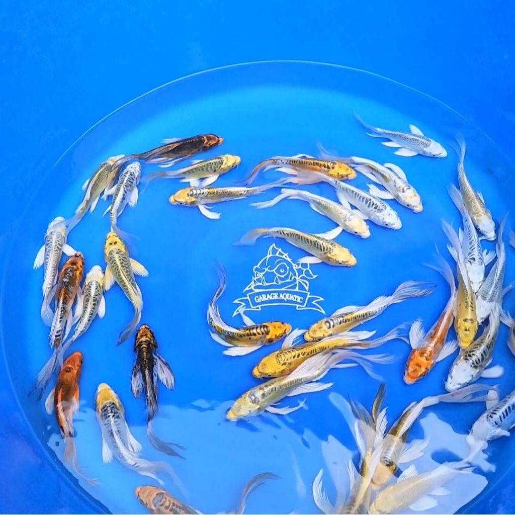 (INSTANT) IKAN KOI METALIK SLAYER KUMPAI MIX IKAN HIAS AQUARIUM KOLAM