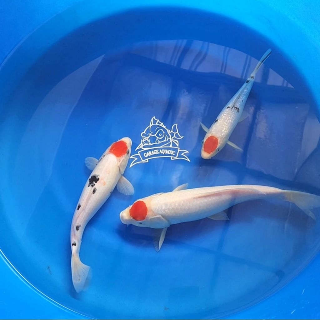 (INSTANT) IKAN KOI TANCO KOHAKU SANKE IKAN HIAS AQUARIUM KOLAM