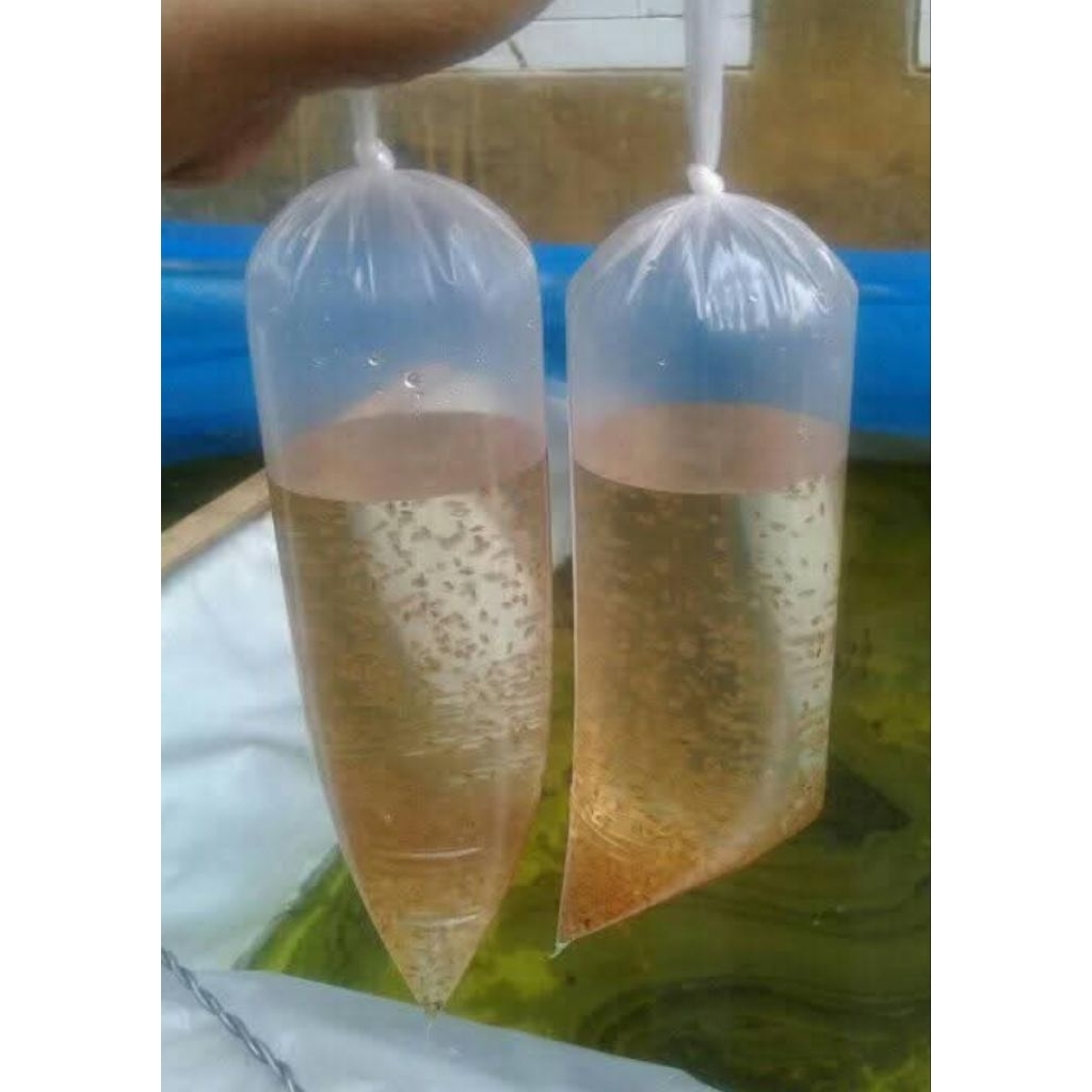 Stater Daphnia magna