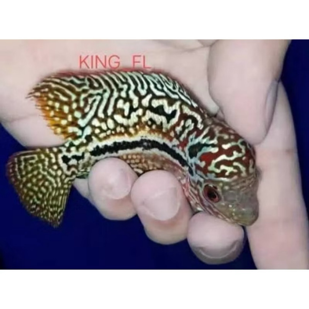 Burayak Cencu GB 3-5cm gratis peking