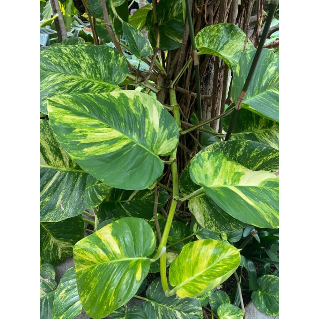 Tanaman hias Srigading jumbo varigata kuning