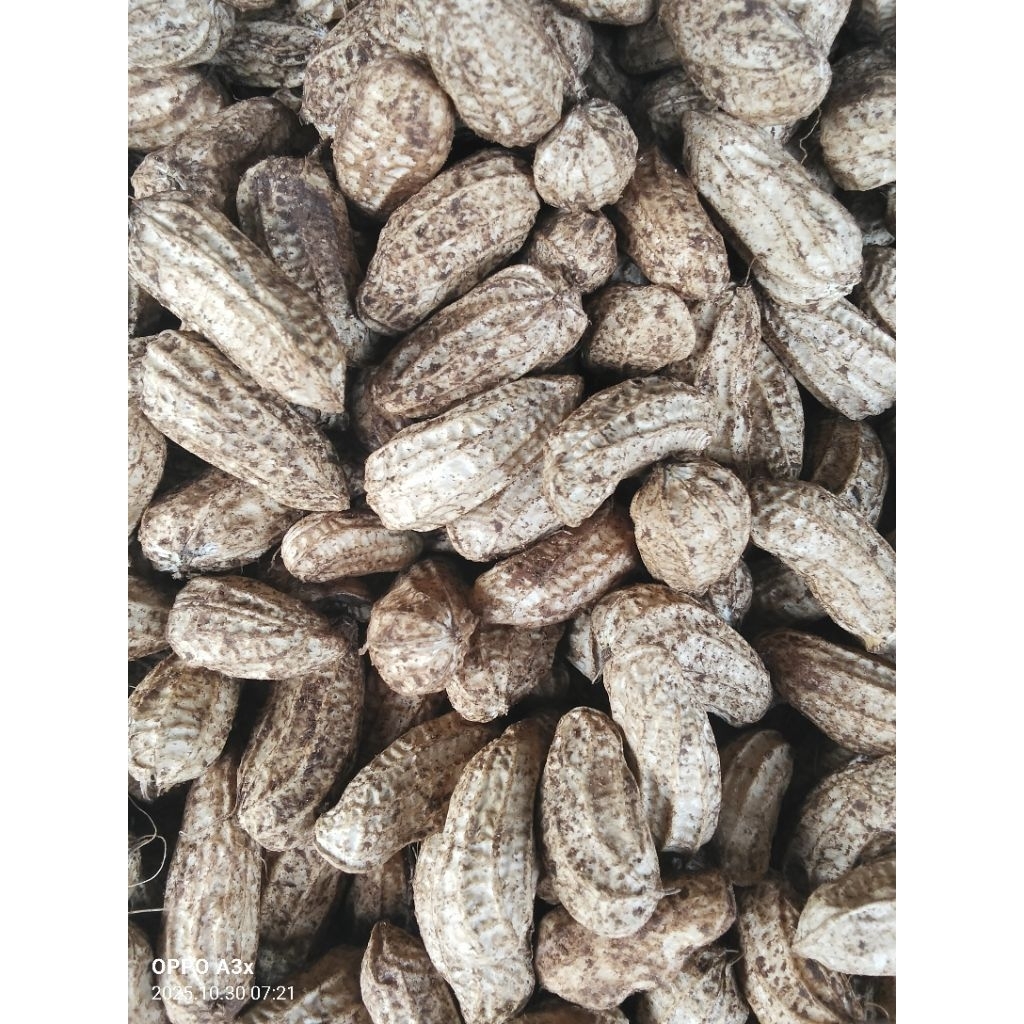 kacang tanah mentah jumbo 1kg pres