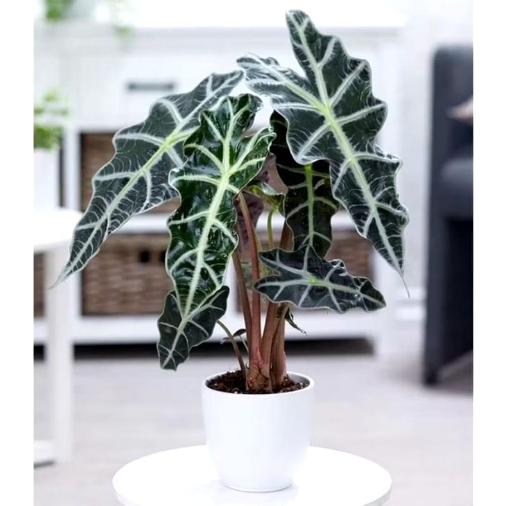 Tanaman Hias Alocasia Amazon - Caladium Amazon