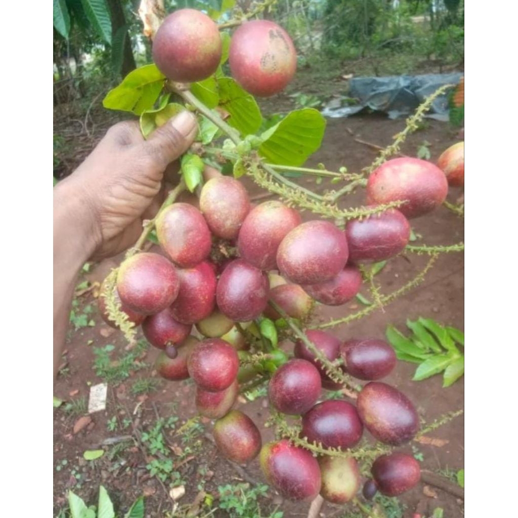 Buah Matoa perpaduan 3 Rasa kelengkeng, durian dan rambutan