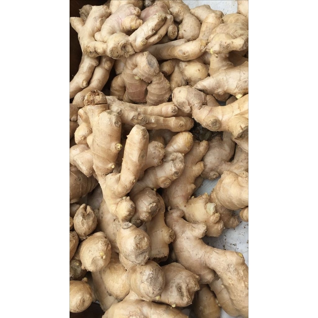 Jahe Segar 1kg - Jahe Fresh - Jahe Gajah Segar