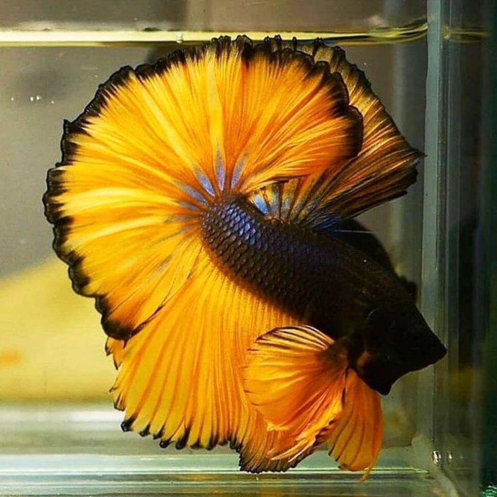 ikan cupang halfmoon mustard gas free pakan dan botol