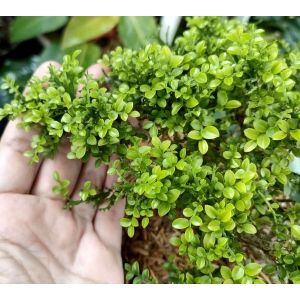 Tanaman Hias Bahan Bonsai Kemuning Super Micro Sudah Berakar Termurah Dan Berkualitas