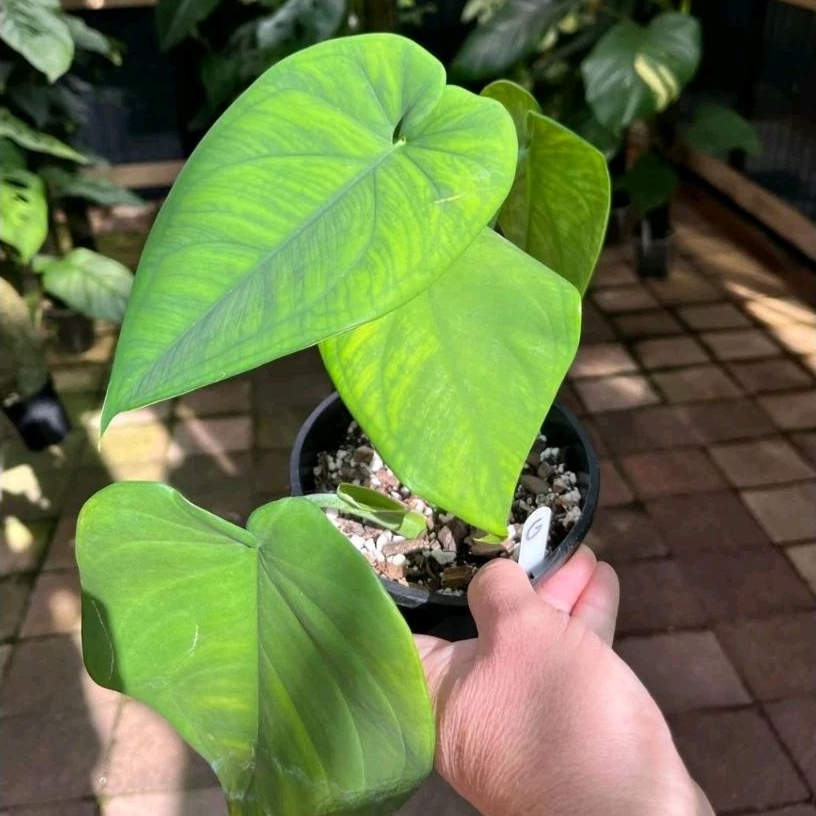 Tanaman hias hidup syngonium chiapense - pohon syngonium chiapense