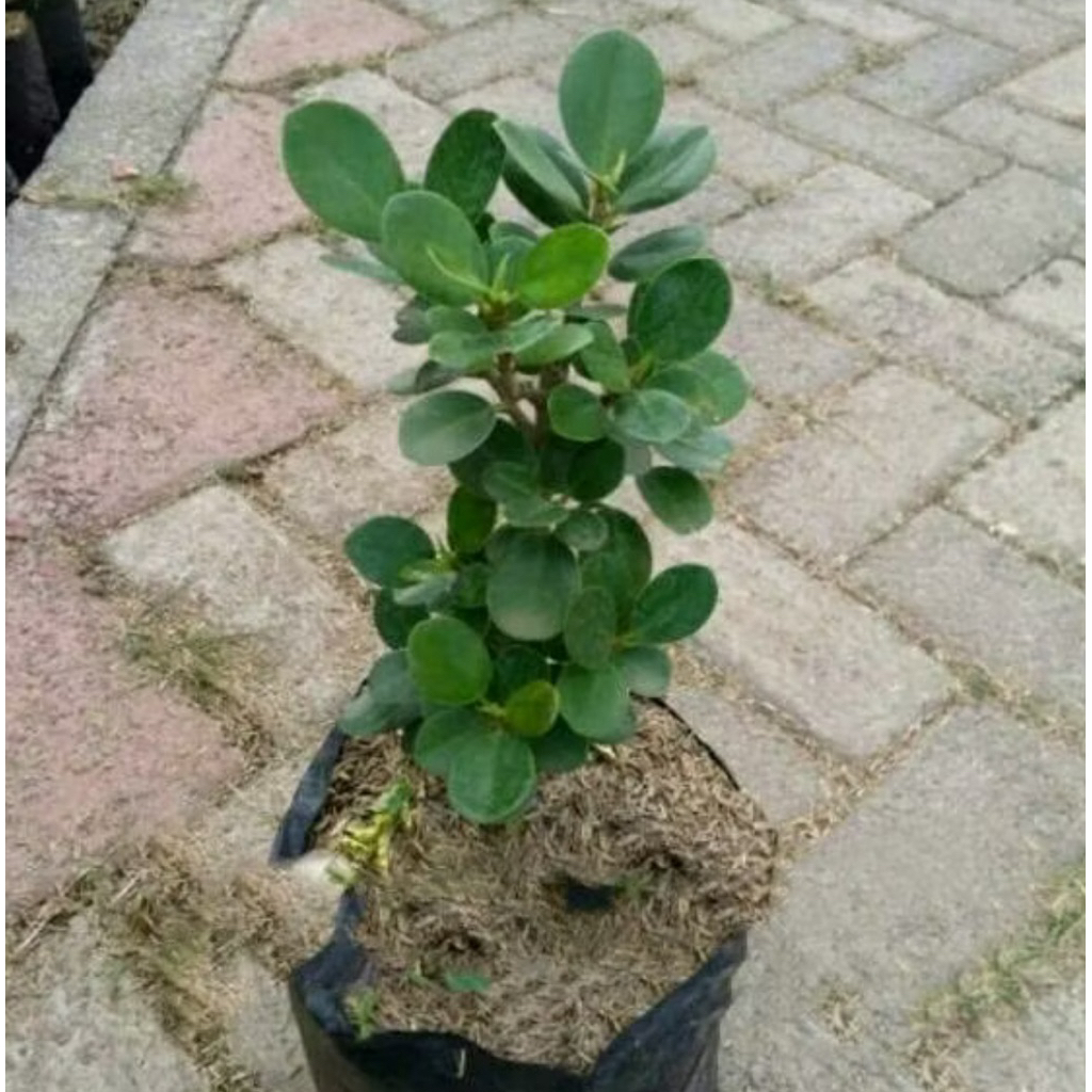 Bibit Beringin Dollar - Bonsai Dolar Beringin mikro