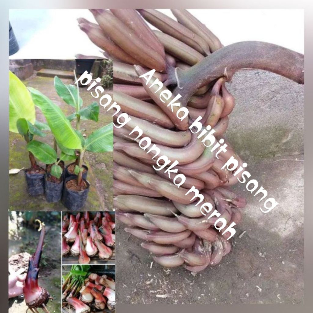 bibit anakan pisang raja nangka merah kualitas unggulan siap