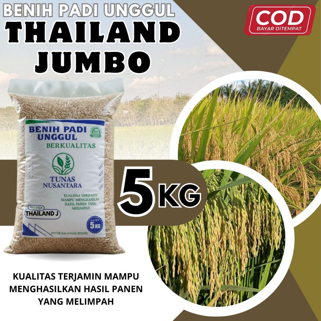 Benih padi unggul THAILAND JUMBO kemasan 5kg original padi rajnya bobot