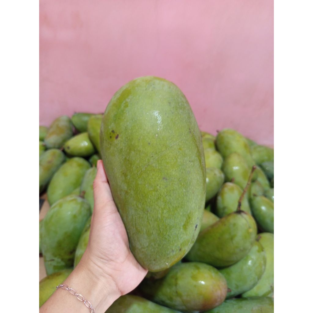 TERMURAH MANGGA KIOJAY | MANGGA KIOJAY RUJAKAN | MANGGA KIOJAY KRIUK | BESTT SELLER