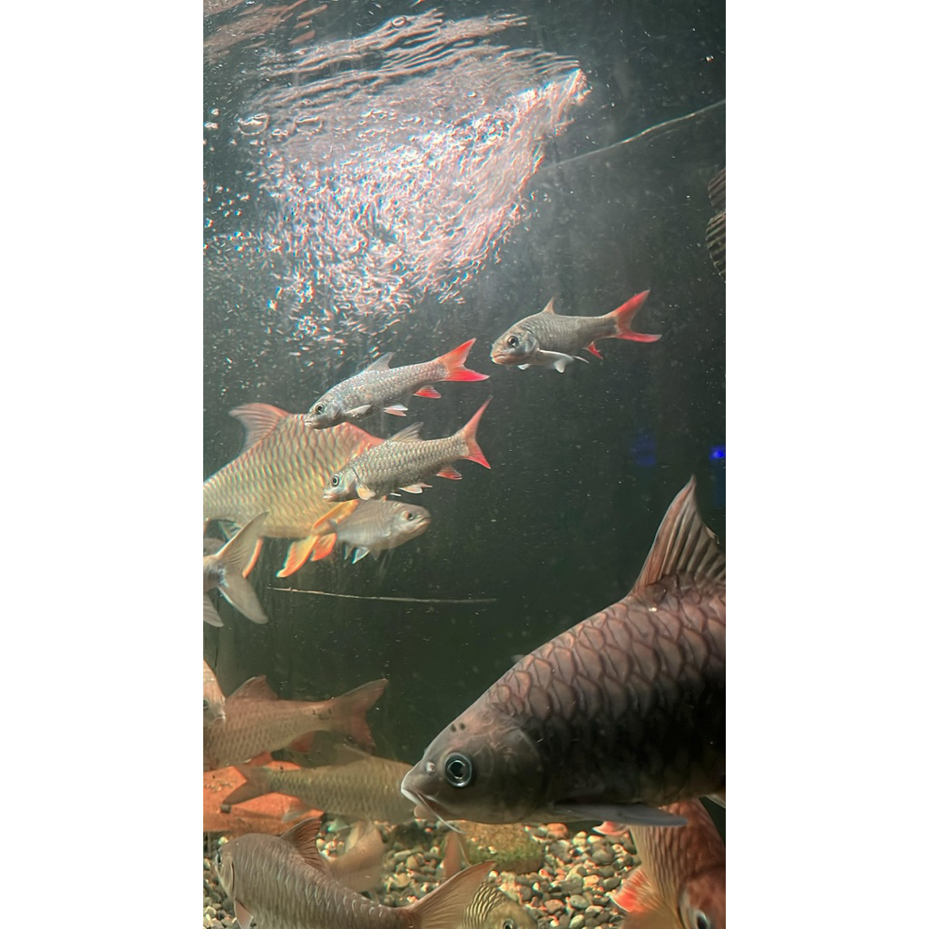 Masheer Labeobarabus Malagarasi/Masheer Import Afrika