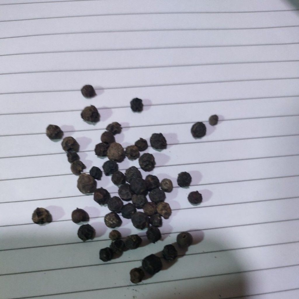 merica hitam atau merica sulah