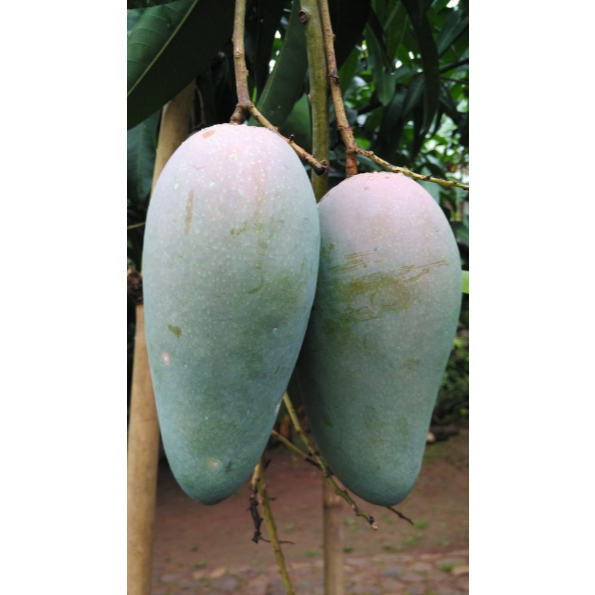 mangga thailan  kiyojay