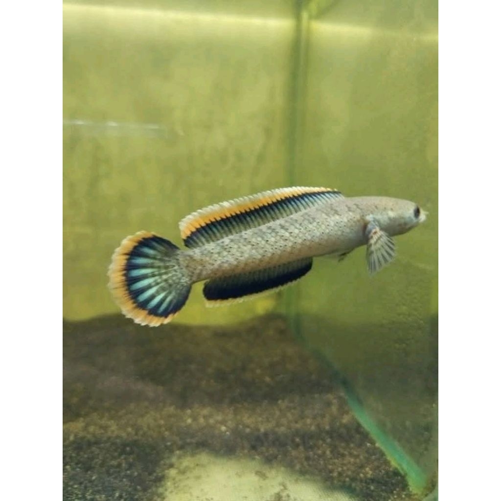 stiker channa limbata rim tebal