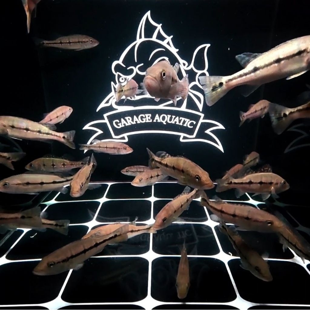 (INSTANT) PEACOCK BASS XINGU IKAN HIAS PREDATOR AQUARIUM KOLAM PBASS