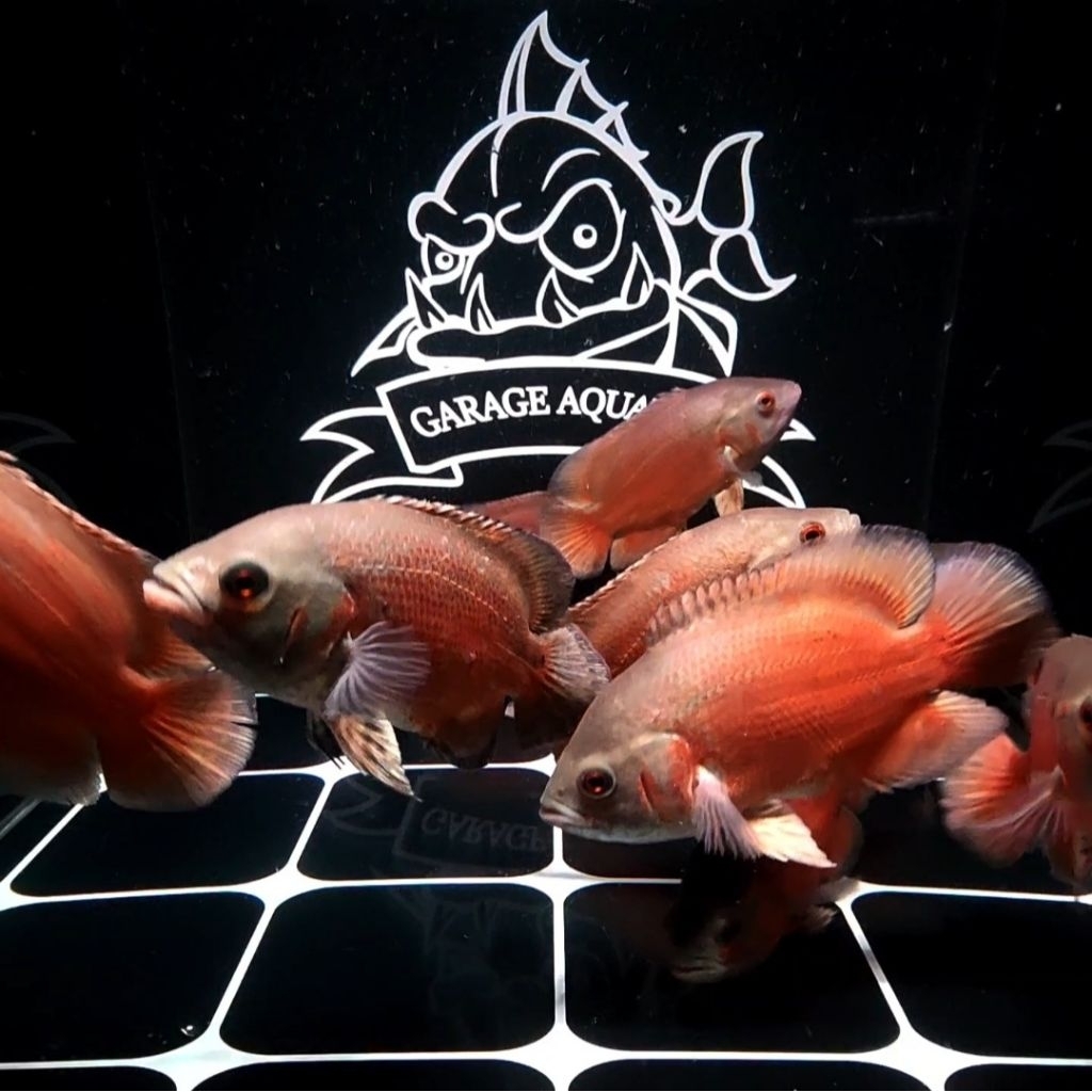 (INSTANT) OSCAR PARIS TEMBAGA IKAN HIAS PREDATOR AQUARIUM KOLAM