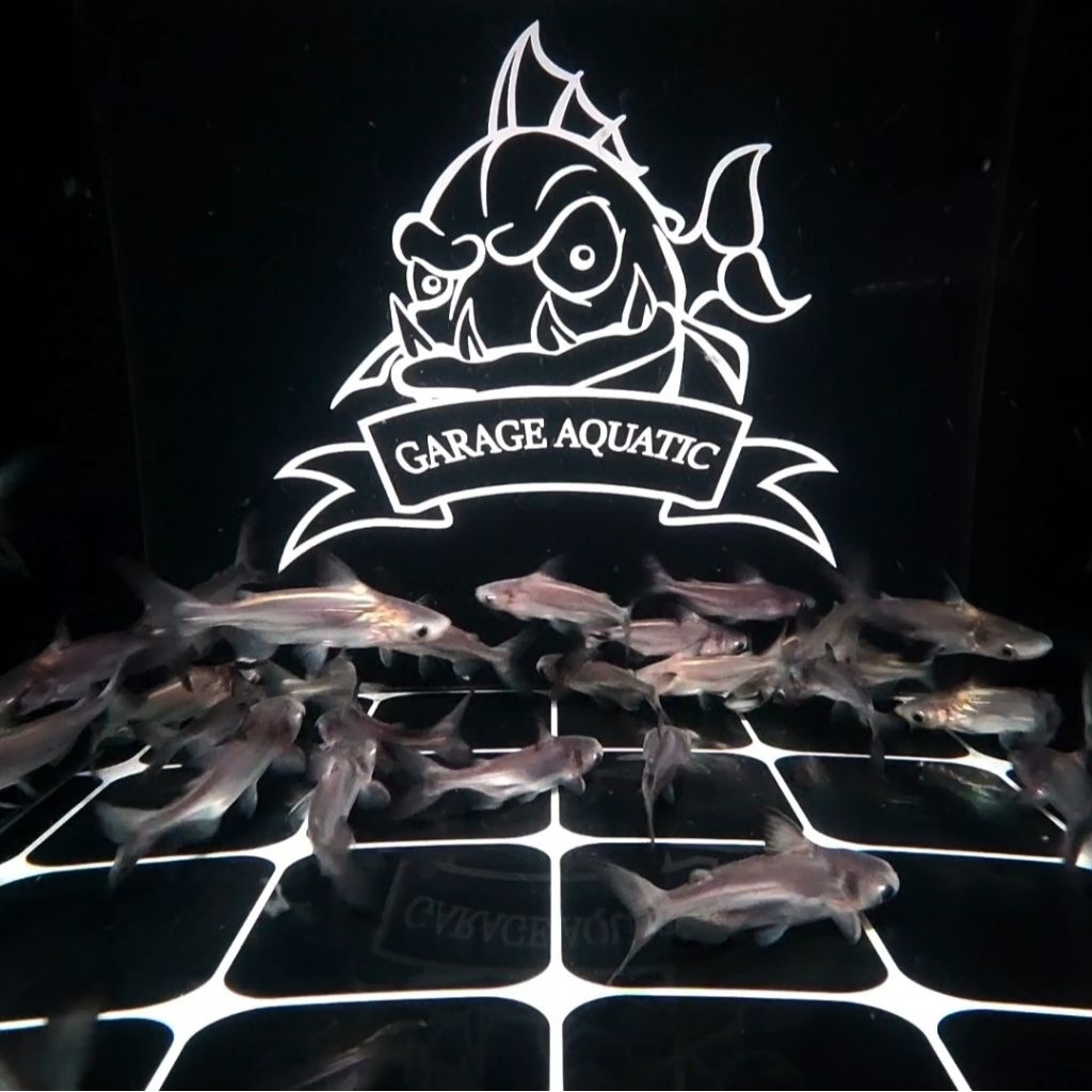 (INSTANT) GENGHISKHAN CATFISH PAROON SHARK GK HIU AIR TAWAR IKAN HIAS PREDATOR AQUARIUM KOLAM