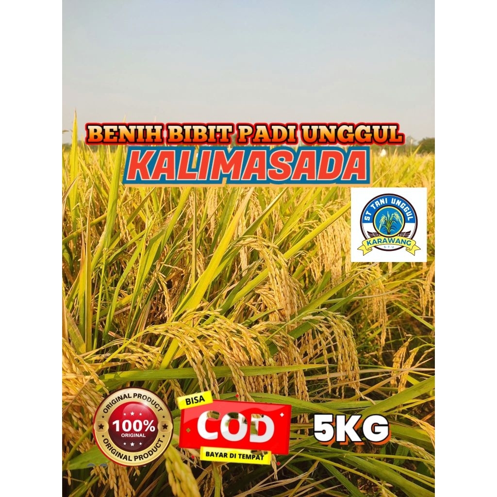 BENIH BIBIT PADI UNGGUL KALIMASADA KEMASAN 5KG