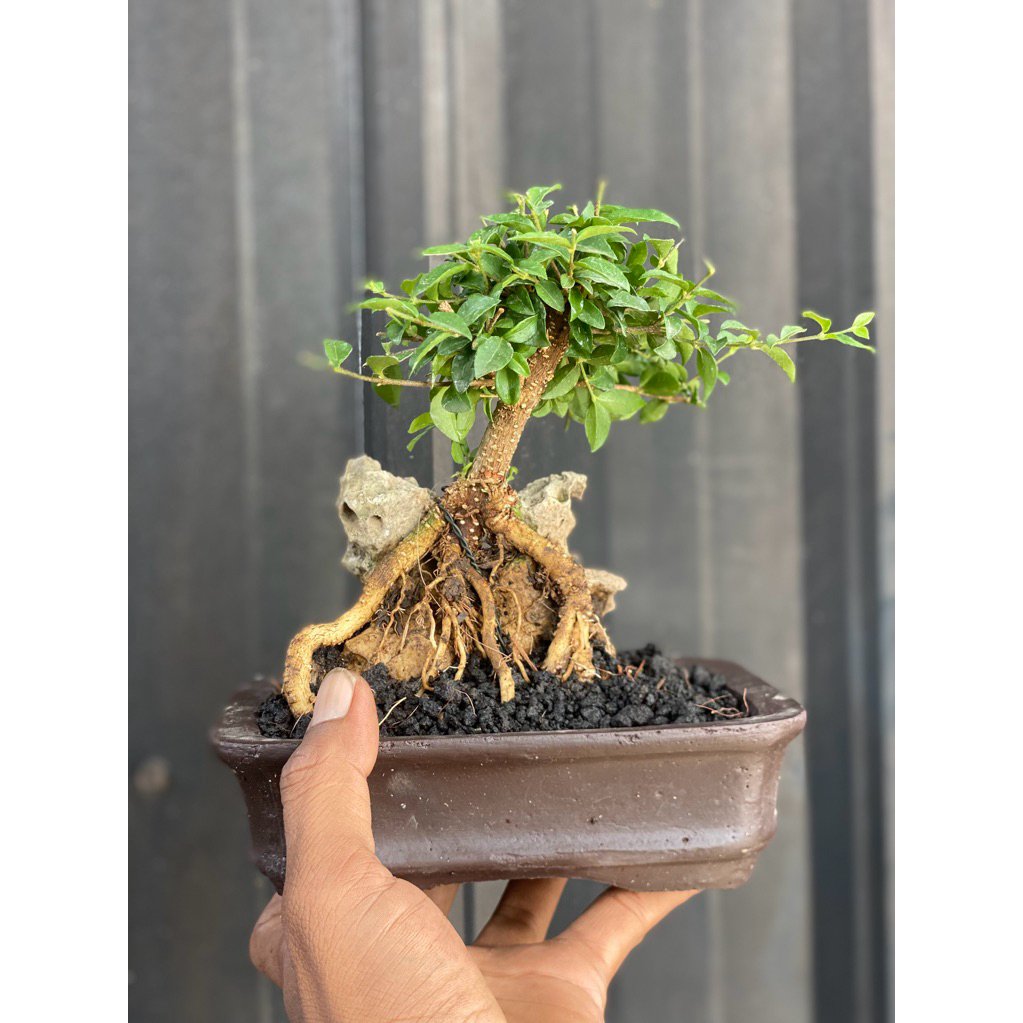 Bonsai sakura mikro bunga