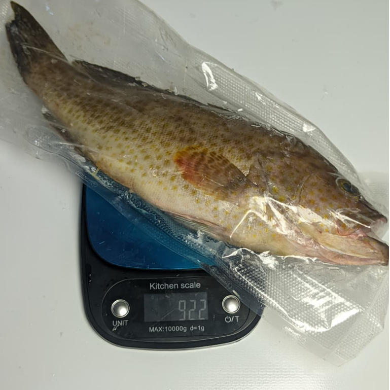 Ikan Kerapu Beku Fresh Bersih Kerapu Frozen Segar Utuh berat 400 Gram