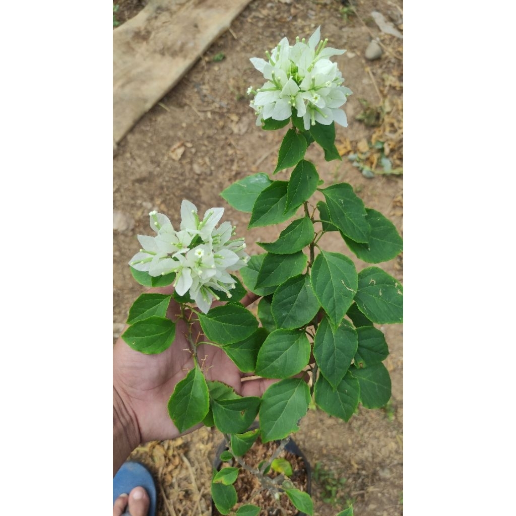 Bibit Bougenville Sj Putih