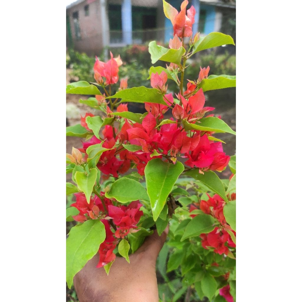 Bibit Bougenville Ekor Musang Merah