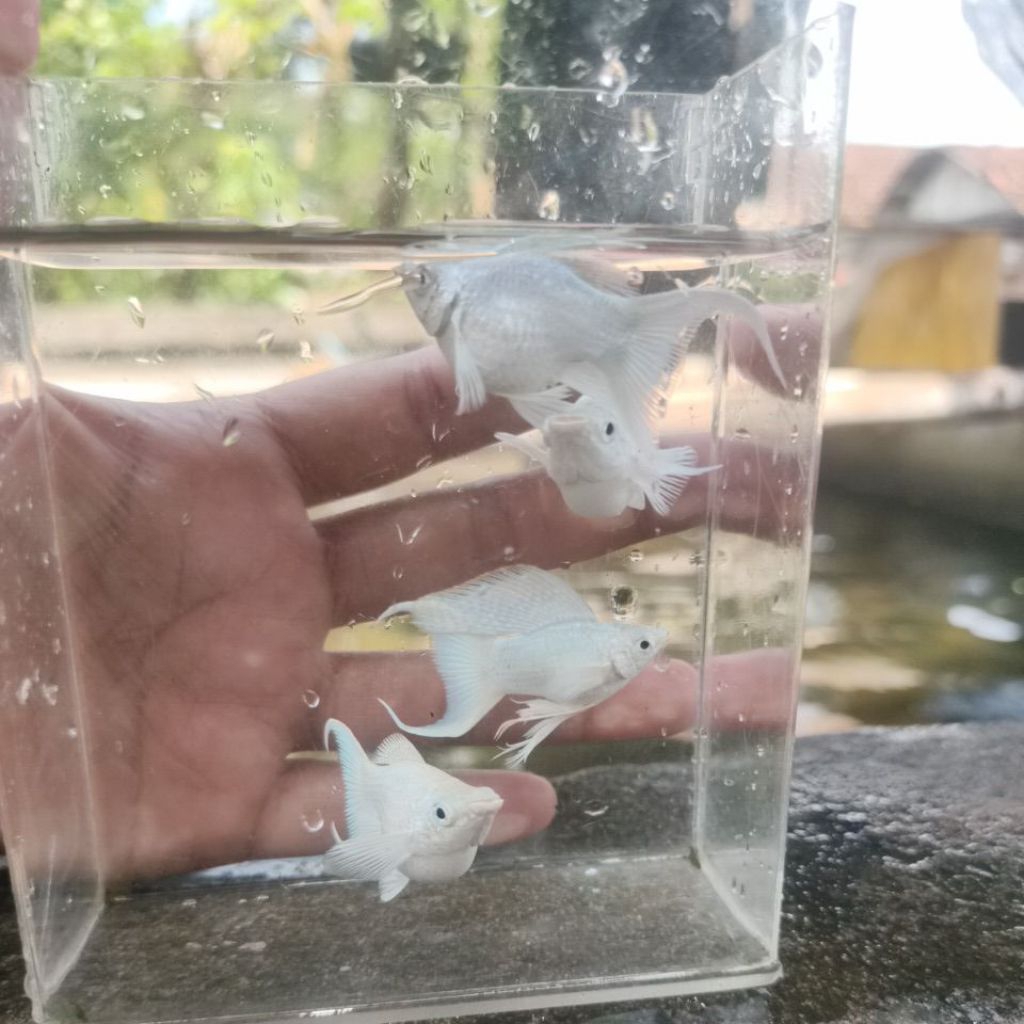 molly balon platinum lyretail