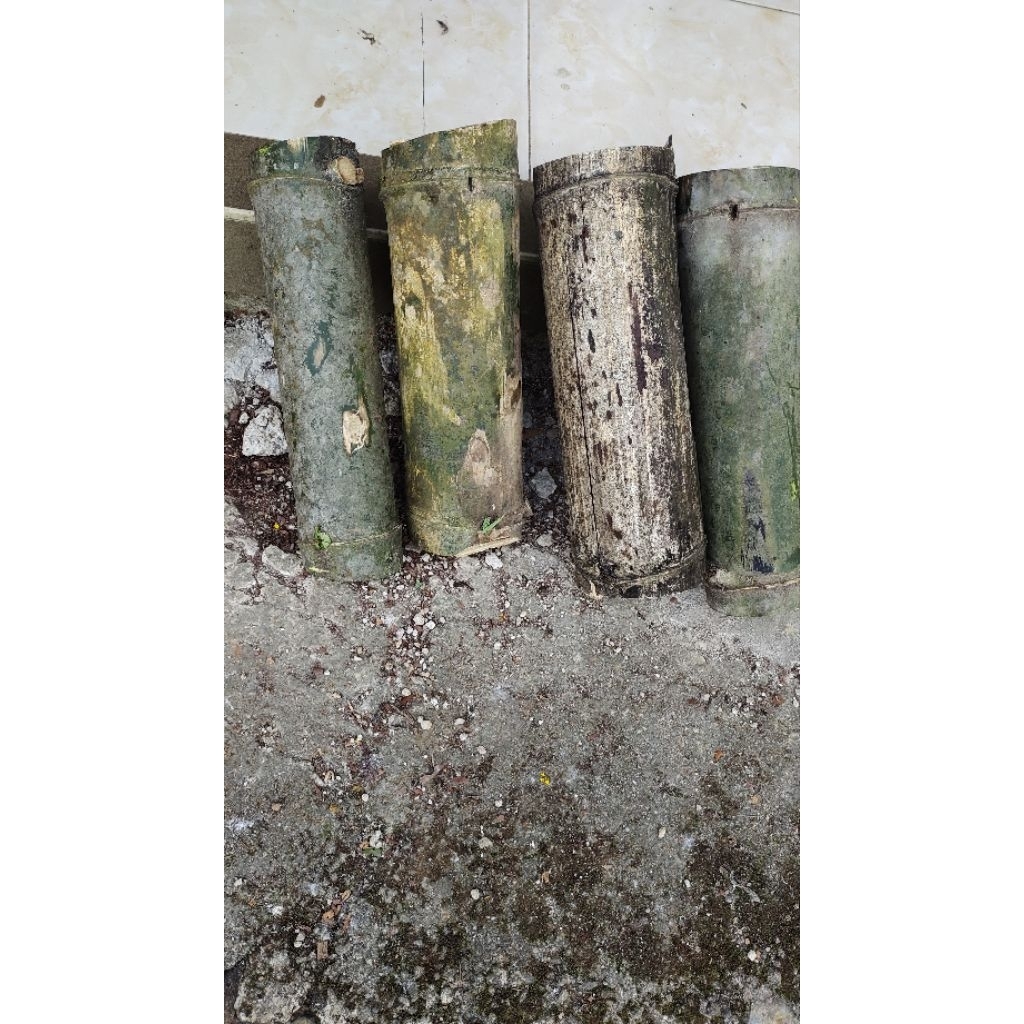 Bibit lebah klanceng bagus dan sehat