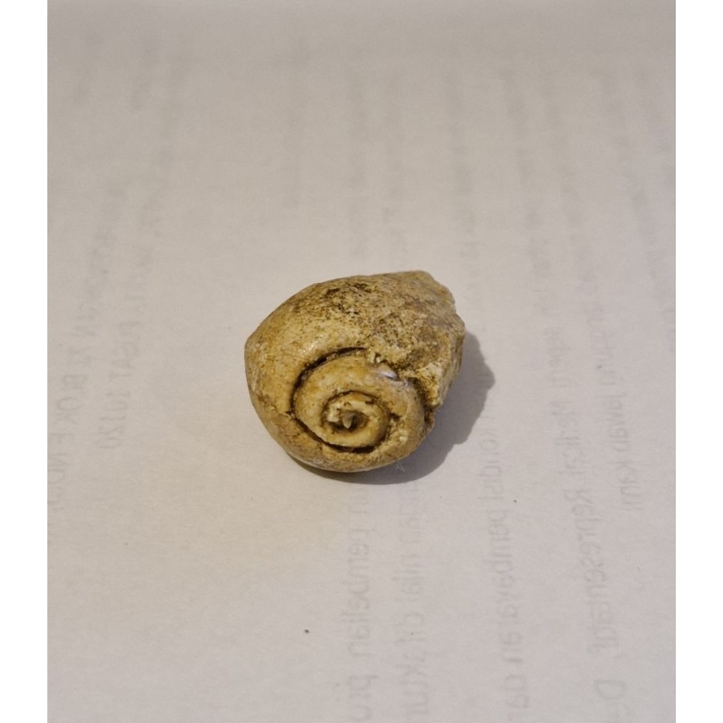 Fos Sil Asli Keong Kol Buntet (kode: B2)