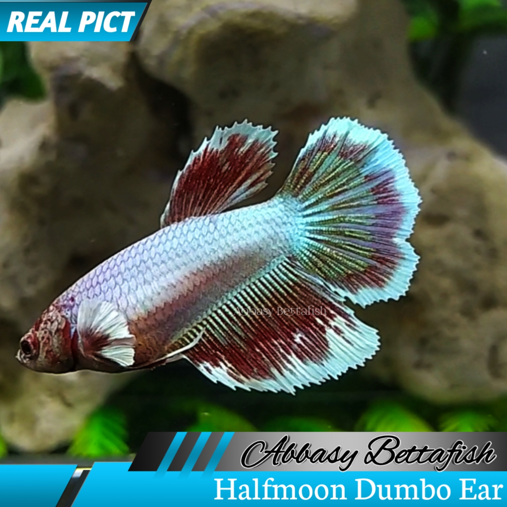 Halfmoon Dumbo Ear Female Betina Real Picture 02