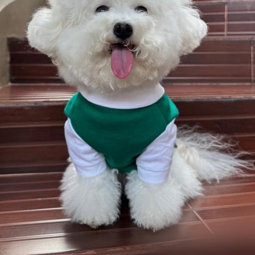 Korean School Uniform For Dogs Baju Seragam Sekolah Anjing Made In Korea