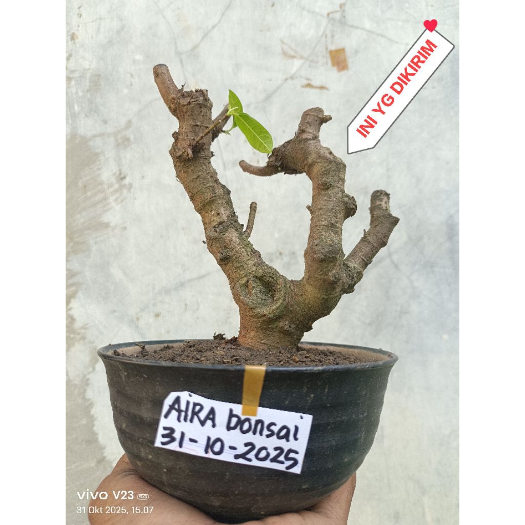 bahan bonsai loa