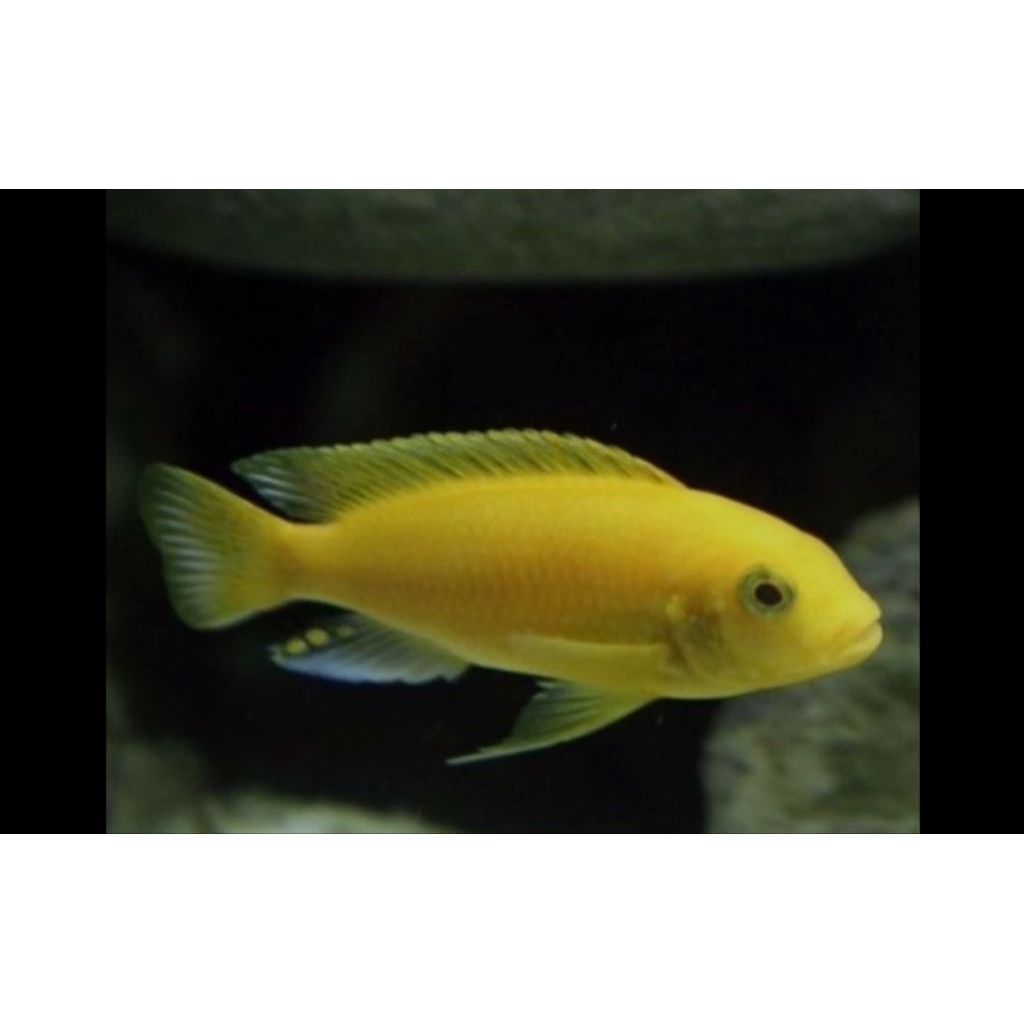 chiclid lemon ikan lemon per ekor