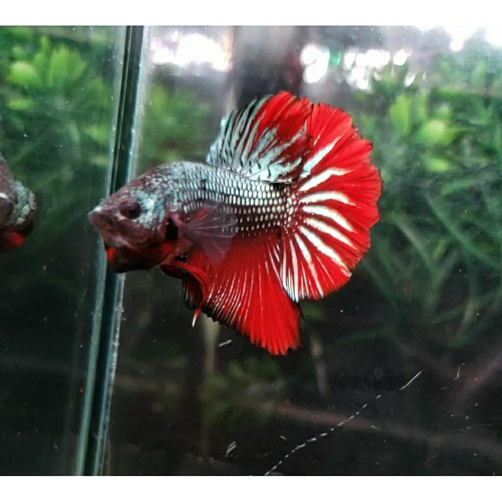 Ikan Cupang HMPK Red Tail Cooper