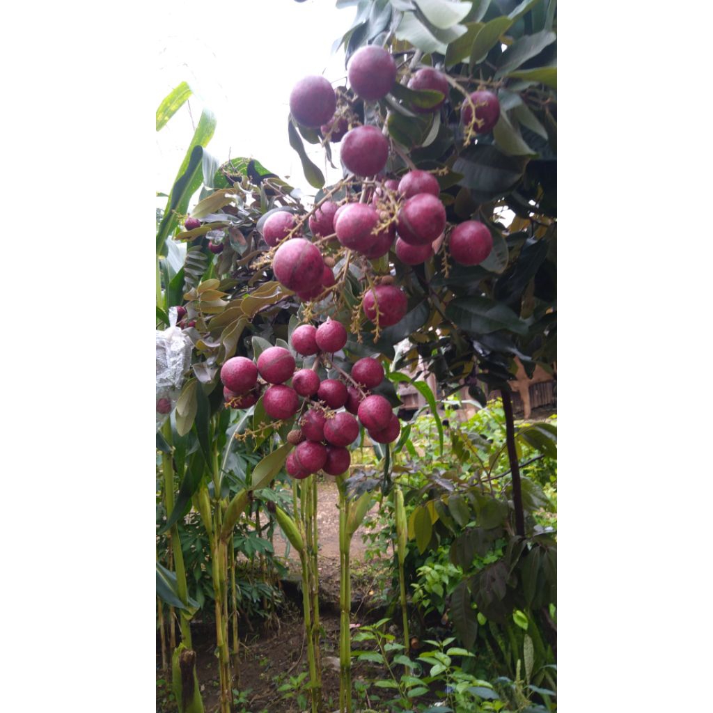 bibit kelengkeng merah cangkok